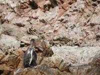 Islas-Ballestas_Paracas_Peru_Humboldt-Pinguin &ndash; &copy; Maria Drewans (Eberhardt TRAVEL)
