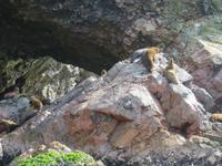 Islas-Ballestas_Paracas_Peru_Seelöwen &ndash; &copy; Maria Drewans (Eberhardt TRAVEL)