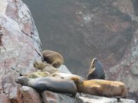 Islas-Ballestas_Paracas_Peru_Seelöwen &ndash; &copy; Maria Drewans (Eberhardt TRAVEL)