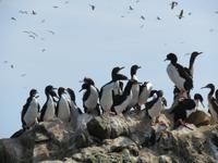 Islas-Ballestas_Paracas_Peru_Guano-Kormorane &ndash; &copy; Maria Drewans (Eberhardt TRAVEL)
