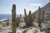 Kakteen-an-der-Küste_auf-dem-Weg-von-Nasca-nach-Arequipa_Peru &ndash; &copy; Maria Drewans (Eberhardt TRAVEL)