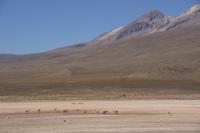 Guanakos_auf-dem-Weg-von-Arequipa-nach-Puno_Peru &ndash; &copy; Maria Drewans (Eberhardt TRAVEL)