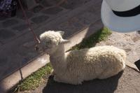 Alpaka-an-der-Leine_Peru &ndash; &copy; Maria Drewans (Eberhardt TRAVEL)