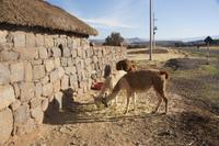 Besuch-einer-Bauernfamilie-bei-Atuncalla_Alpaka-und-Guanako_Peru &ndash; &copy; Maria Drewans (Eberhardt TRAVEL)
