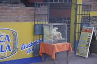 Schweinhaut-Chips_Peru &ndash; &copy; Maria Drewans (Eberhardt TRAVEL)