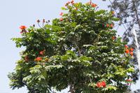 afrikanische Tulpen &ndash; &copy; Laura Wonneberger (Eberhardt TRAVEL)