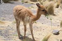 Fahrt von Arequipa nach Puno (6) &ndash; &copy; Laura Wonneberger (Eberhardt TRAVEL)
