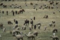 Fahrt von Puno nach Cusco (8) &ndash; &copy; Laura Wonneberger (Eberhardt TRAVEL)