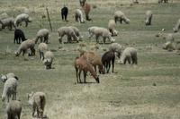 Fahrt von Puno nach Cusco (10) &ndash; &copy; Laura Wonneberger (Eberhardt TRAVEL)