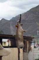 Meerschweinchen Essen (1) &ndash; &copy; Laura Wonneberger (Eberhardt TRAVEL)