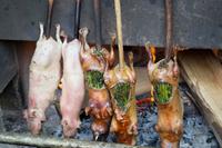 Meerschweinchen Essen (2) &ndash; &copy; Laura Wonneberger (Eberhardt TRAVEL)