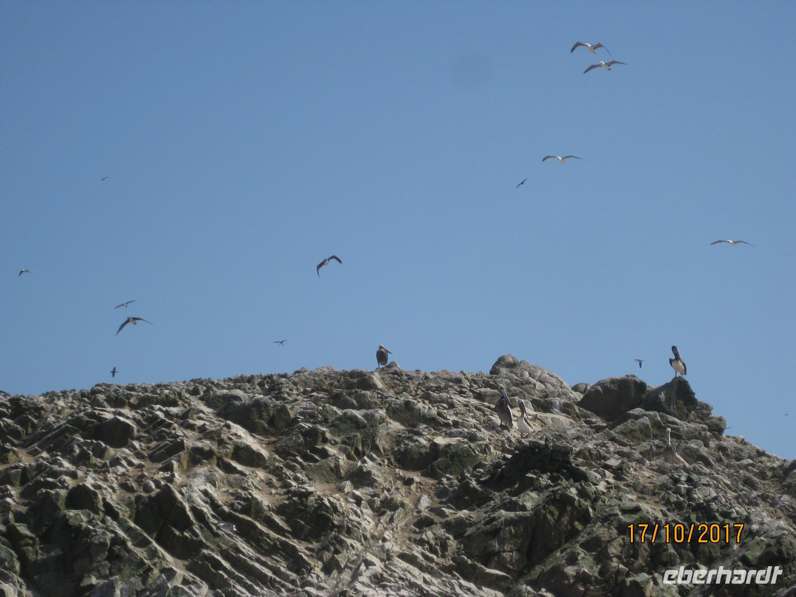 29_Unsere Bootsfahrt zu den Ballestas Inseln &ndash; &copy; Johanna Schilling (Eberhardt TRAVEL)