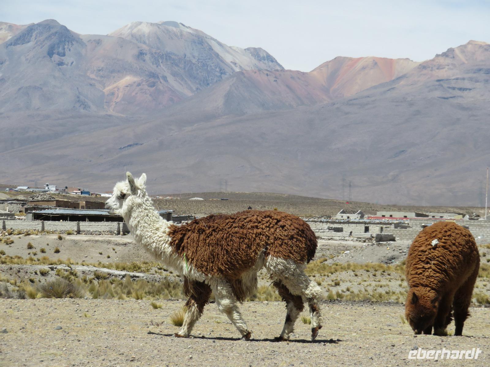 Alpakas &ndash; &copy; Rico Manns (Eberhardt TRAVEL)