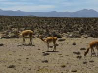 Ihr wollt auch kuscheln? &ndash; &copy; Rico Manns (Eberhardt TRAVEL)
