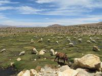 Herde &ndash; &copy; Rico Manns (Eberhardt TRAVEL)