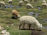 Alpakas &ndash; &copy; Rico Manns (Eberhardt TRAVEL)