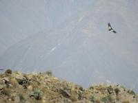 Condor &ndash; &copy; Rico Manns (Eberhardt TRAVEL)