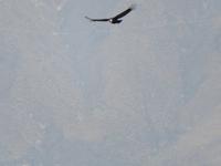 Condor &ndash; &copy; Rico Manns (Eberhardt TRAVEL)