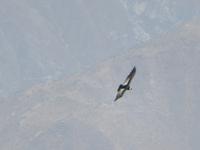 Condor &ndash; &copy; Rico Manns (Eberhardt TRAVEL)