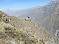 Condor &ndash; &copy; Rico Manns (Eberhardt TRAVEL)