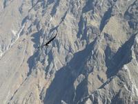 Condor &ndash; &copy; Rico Manns (Eberhardt TRAVEL)