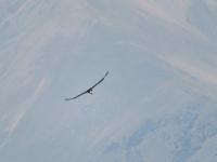 Condor &ndash; &copy; Rico Manns (Eberhardt TRAVEL)