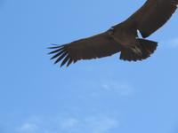 Condor &ndash; &copy; Rico Manns (Eberhardt TRAVEL)