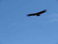 Condor &ndash; &copy; Rico Manns (Eberhardt TRAVEL)