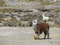 Alpakas &ndash; &copy; Rico Manns (Eberhardt TRAVEL)