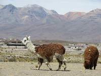 Alpakas &ndash; &copy; Rico Manns (Eberhardt TRAVEL)