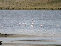 Flamingos &ndash; &copy; Rico Manns (Eberhardt TRAVEL)
