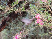 Kolibri &ndash; &copy; Rico Manns (Eberhardt TRAVEL)