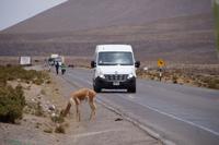 Vicuña &ndash; &copy; Andreas Böcker (Eberhardt TRAVEL)