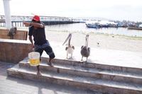 Zuerst Pelikane mit Fischköpfen, dann Touristen mit Pelikanen ködern. &ndash; &copy; Andreas Böcker (Eberhardt TRAVEL)
