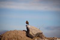 Spatz &ndash; &copy; Andreas Böcker (Eberhardt TRAVEL)