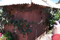 Maracuja-Strauch &ndash; &copy; Andreas Böcker (Eberhardt TRAVEL)