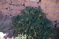 Blume auf Taquile &ndash; &copy; Andreas Böcker (Eberhardt TRAVEL)