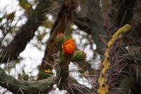 Kaktusblüte &ndash; &copy; Andreas Böcker (Eberhardt TRAVEL)
