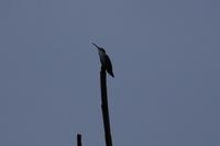 Kolibri &ndash; &copy; Andreas Böcker (Eberhardt TRAVEL)