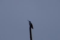 Kolibri &ndash; &copy; Andreas Böcker (Eberhardt TRAVEL)