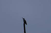 Kolibri &ndash; &copy; Andreas Böcker (Eberhardt TRAVEL)