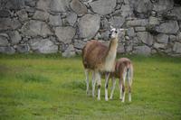 Lamas Machu Picchu &ndash; &copy; Andreas Böcker (Eberhardt TRAVEL)