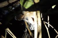 Opossum  &ndash; &copy; Andreas Böcker (Eberhardt TRAVEL)