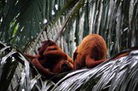 Affenfamilie &ndash; &copy; Andreas Böcker (Eberhardt TRAVEL)