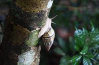 Baumschnecke &ndash; &copy; Andreas Böcker (Eberhardt TRAVEL)