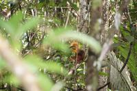 Eichhörnchen &ndash; &copy; Andreas Böcker (Eberhardt TRAVEL)