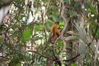 Eichhörnchen &ndash; &copy; Andreas Böcker (Eberhardt TRAVEL)