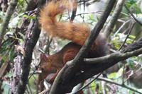 Eichhörnchen &ndash; &copy; Andreas Böcker (Eberhardt TRAVEL)