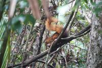 Eichhörnchen &ndash; &copy; Andreas Böcker (Eberhardt TRAVEL)