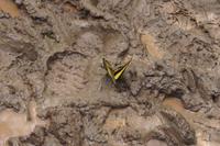 Schmetterling &ndash; &copy; Andreas Böcker (Eberhardt TRAVEL)